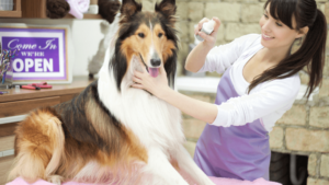 Dog Groomer Spraying On A Rough Collie Ask Us. Https://Websitedesignstlouis.com